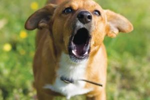 Do not fear barking dogs, – (Mindset Media News!)