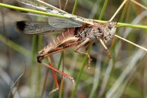 Locust – Why are Locusts flying in America? (T C.Ngabo, God’s Court house)